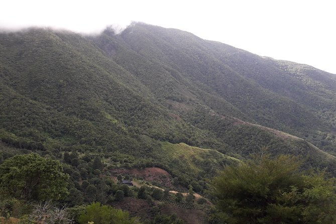 jamaica-blue-mountain-guided-nature-tour
