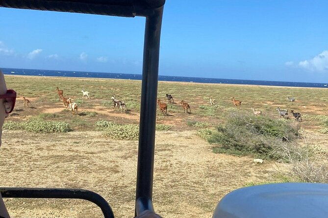 jeep-tour-arikok-national-park-and-snorkeling-at-baby-beach
