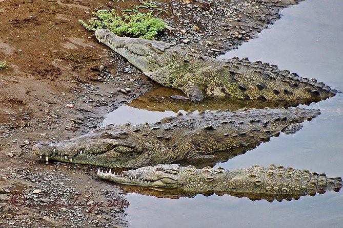 jungle-crocodile-safari-punta-arenas-highlights