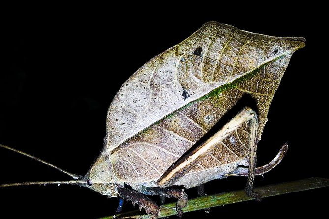 jungle-night-tour-manuel-antonio-2