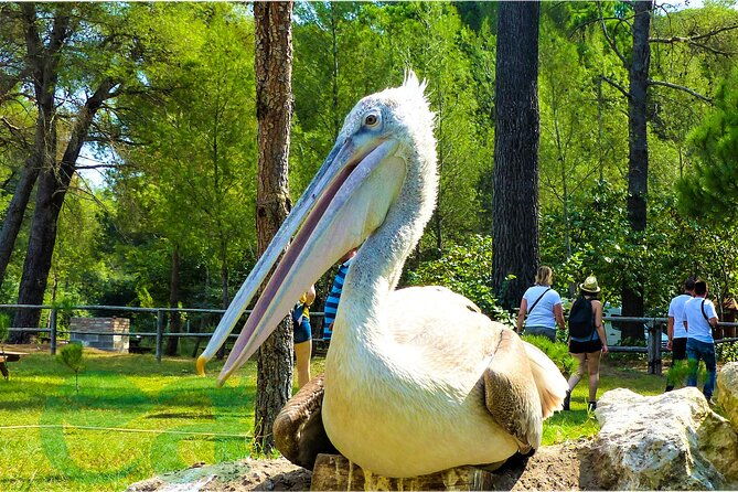 karavasta-lagoon-day-trip-from-durres-boat-tour-wildlife-beach