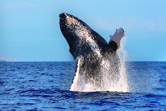 kawaihae-whale-watch-2