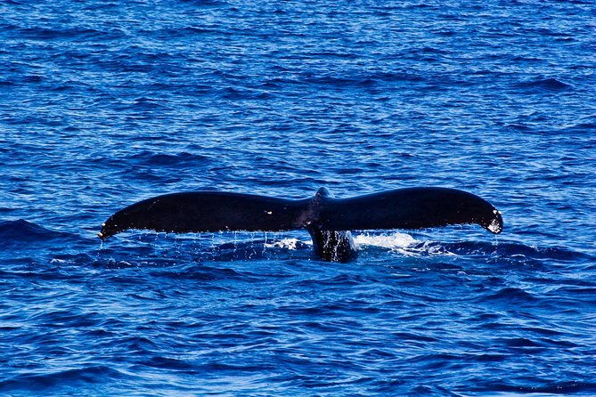 kawaihae-whale-watch