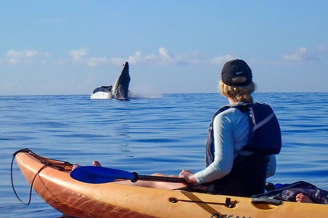 kayak-and-whale-watching-tour