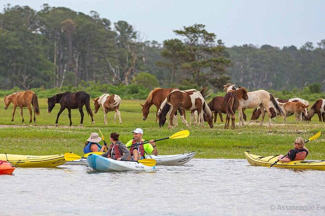 kayak-tour-along-assateague-chincoteague-island-virginia-2