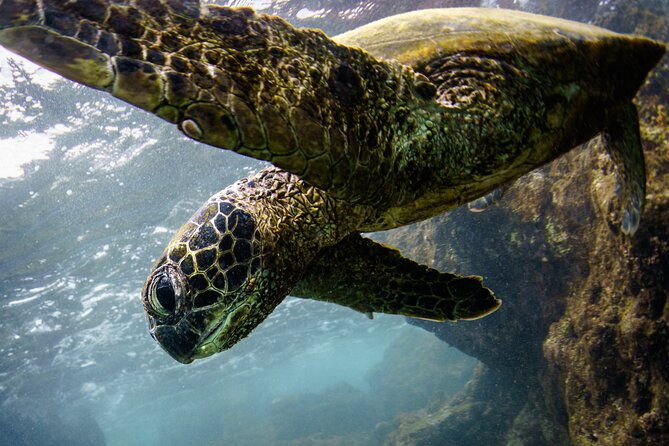 kealakekua-bay-captain-cook-snorkeling-2