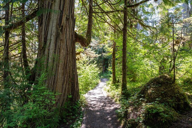 ketchikan-magical-old-growth-creek-trek-guided-tour-2