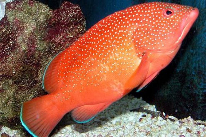 key-west-aquarium-admission