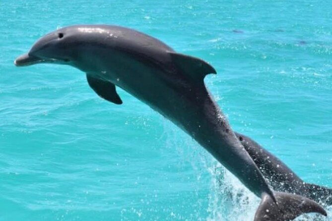 key-wests-favorite-afternoon-dolphin-sail