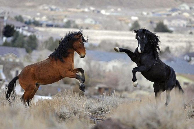 kicking-red-canyon-wild-mustang-bus-tour-deals-5-pm-in-cody-2