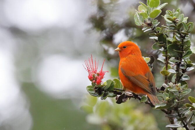 kilauea-hike-and-lava-gazing-with-native-hawaiian