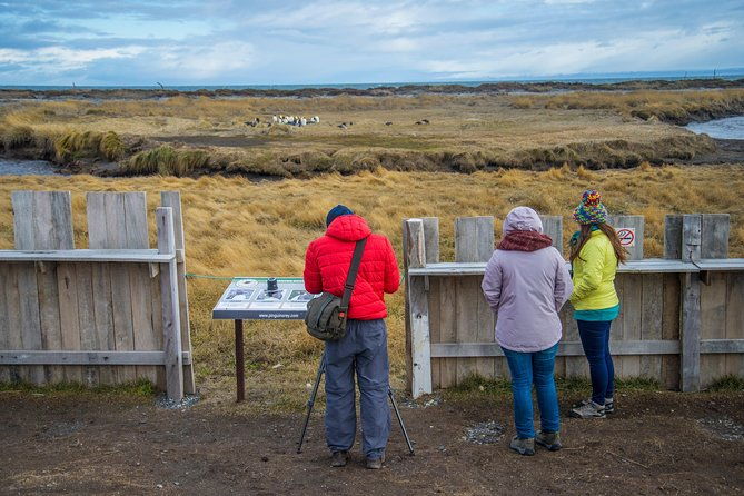 king-penguin-nature-reserve-tierra-del-fuego-island