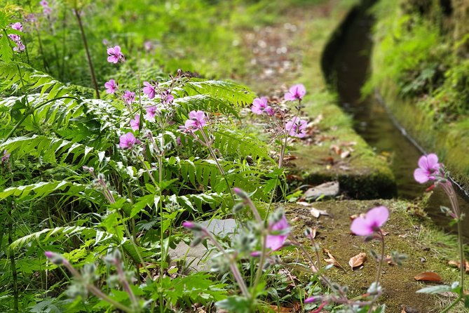 kings-levada-sao-jorge