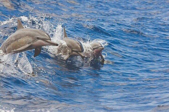 kona-coastline-escape-sail-with-dolphins-turtles-on-honi-olani-2