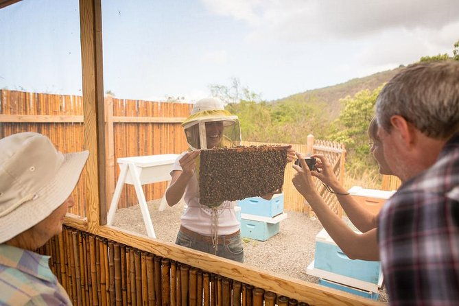 kona-tour-bee-farm-kona-coffee-and-national-historical-parks
