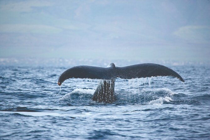 kona-whale-watch-from-honokohau-on-sailing-boat