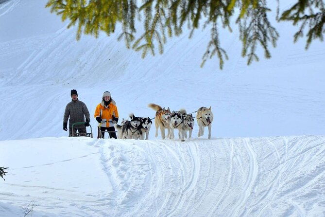 krakow-full-dog-sled-ride