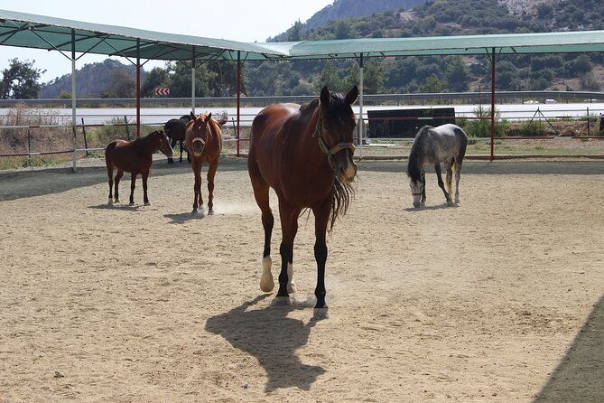 kusadasi-horse-riding-beach-and-forest-with-transfer-2