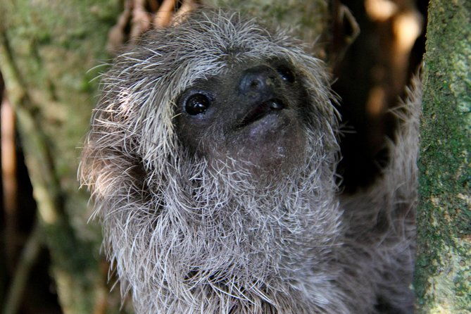 la-fortuna-birds-butterfly-garden-sloths-guided-tour-2hrs