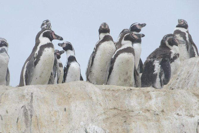 la-serena-full-day-to-damas-island-humboldt-penguin-national-reserve