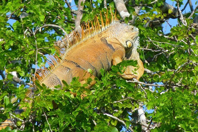 lamanai-maya-ruin-new-river-wildlife-adventure-from-belize-city