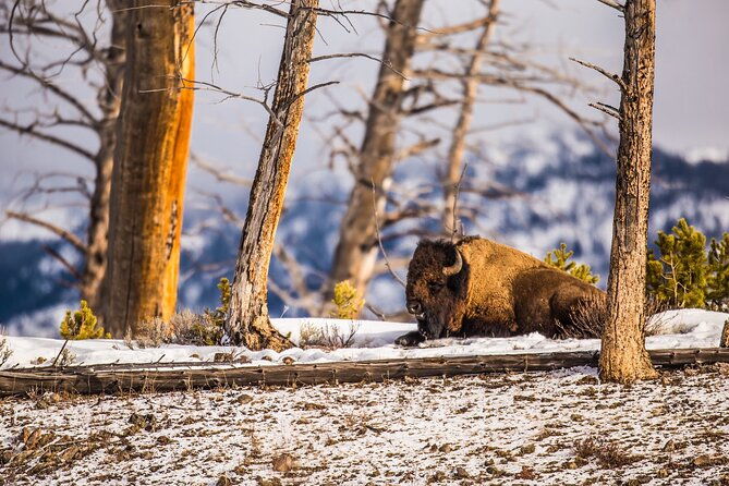 lamar-valley-winter-wildlife-safari-lunch-bozeman-private