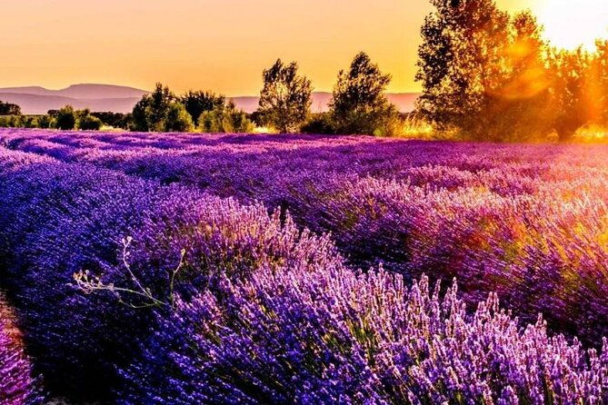 lavender-fields-full-day-private-tour-from-marseille