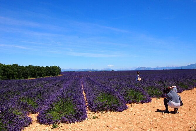 lavender-fields-tour-in-valensole-from-marseille
