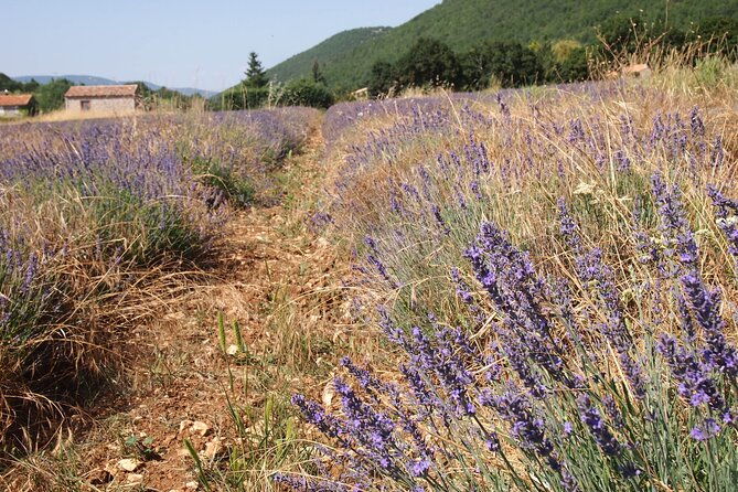 lavender-full-day-tour-in-sault-from-aix-en-provence