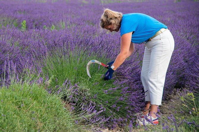 lavender-harvesting-and-distillation-workshop-in-bellegarde