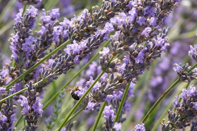 lavender-tour-sault-from-marseille-2