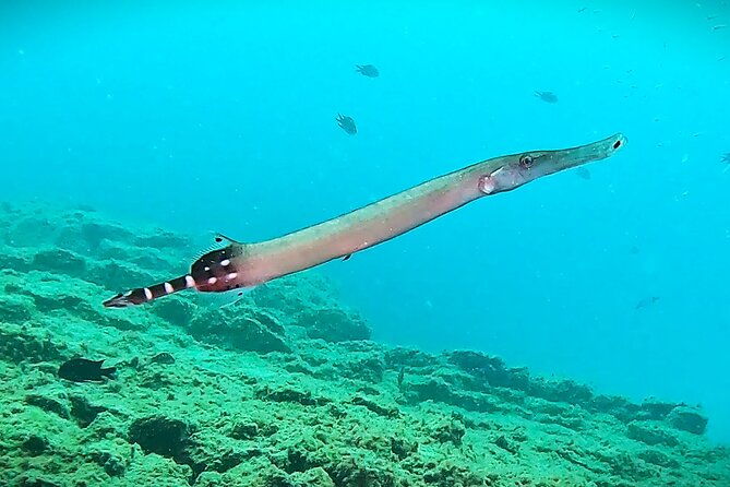 learn-scuba-diving-in-tenerife-with-photos-included