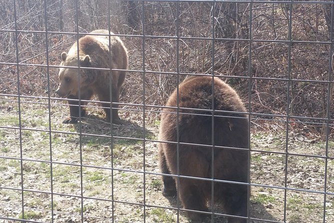 libearty-bear-sanctuary-zarnesti-small-group-trip-from-brasov-2