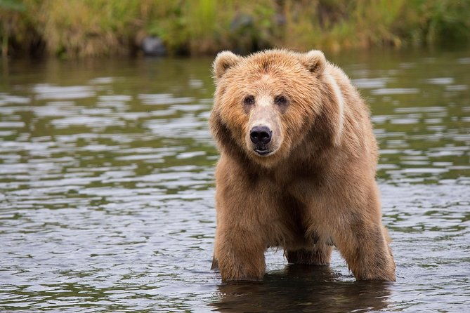 libearty-brown-bear-sanctuary-and-the-real-dracula-tour
