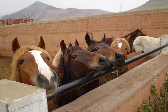 lima-premium-peruvian-horse-show-with-lunch-transfers