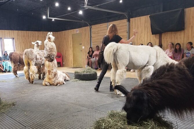 llama-encounter-at-shangrillama-castle
