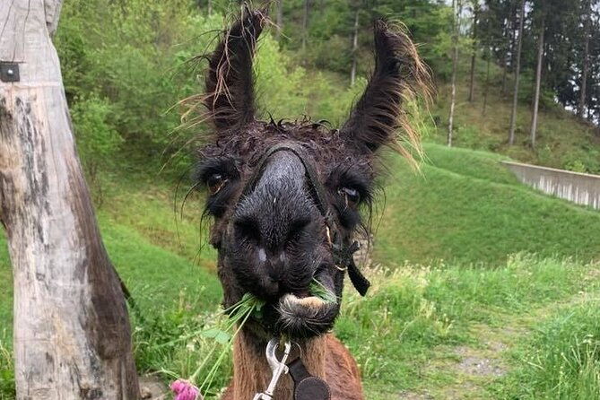 llama-hike-through-the-wonderful-liechtenstein-mountains