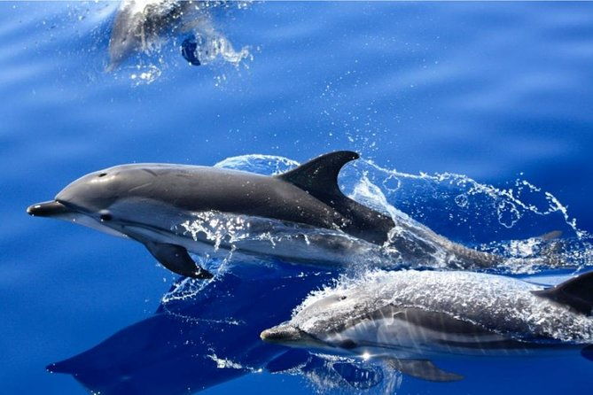 lobos-island-the-dolphin-route-2