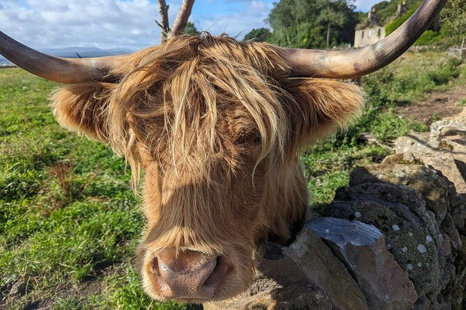 loch-lomond-highland-cows-victorian-town-kelpies-half-day-tour