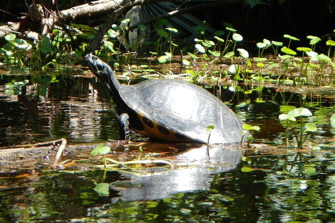 lofton-creek-kayaking-trip-with-professional-guide