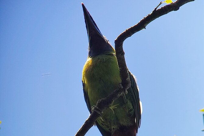 looking-for-toucans