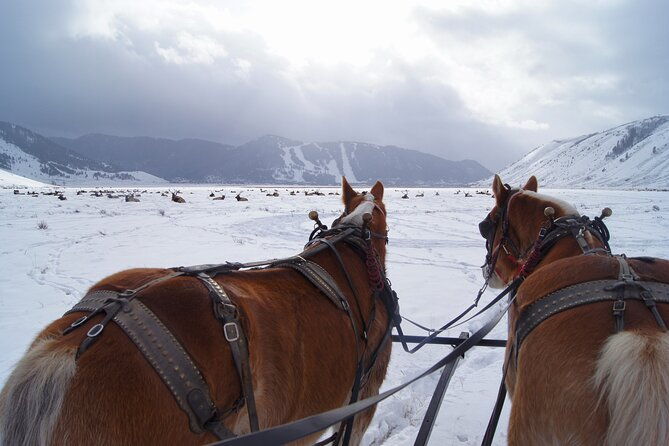 luxury-1-2-day-winter-grand-teton-tour-sleigh-ride-2