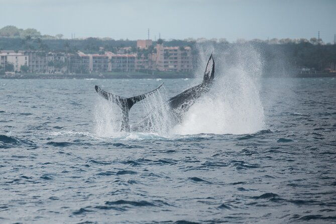 luxury-catamaran-whale-watch