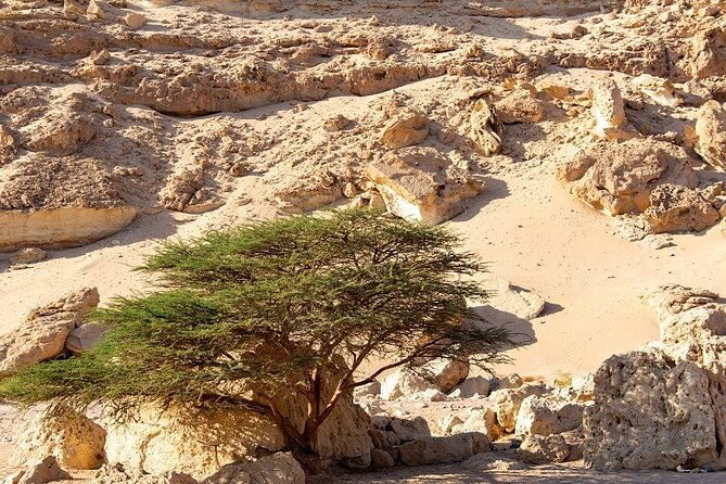 luxury-desert-safari-tour-morning-afternoon-from-hurghada