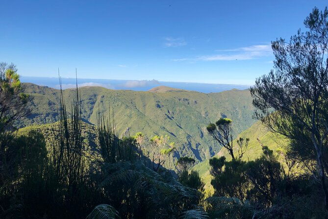 madeira-private-guided-walk-vereda-fanal-pr13