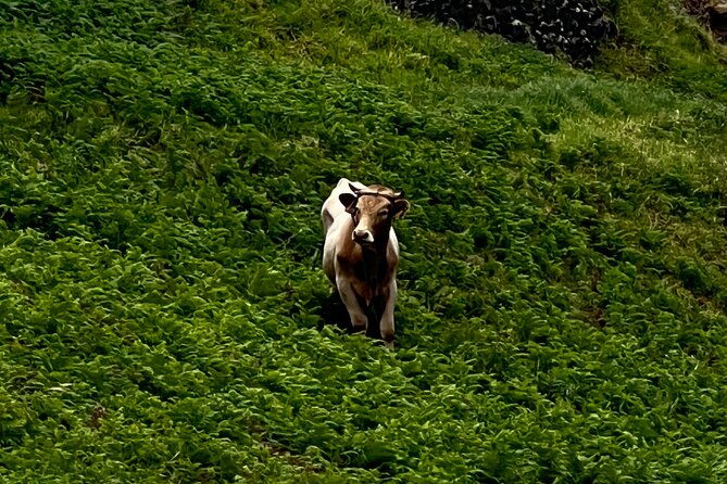 madeira-surprise-tour-2