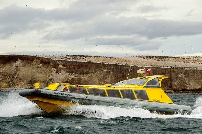magdalena-island-penguin-tour-by-boat-from-punta-arenas