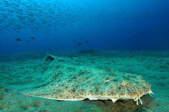 make-a-private-try-dive-for-your-first-scuba-experience