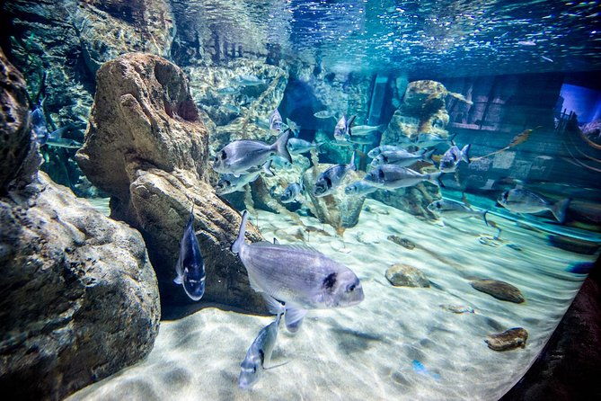 malta-national-aquarium-entrance-ticket