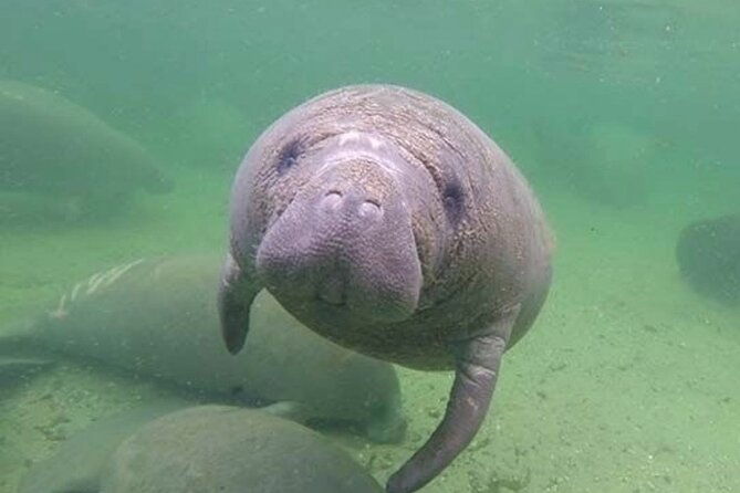 manatee-discovery-anna-maria-island